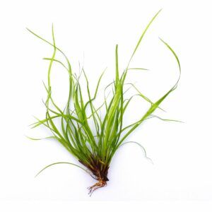 Dennerle Plants Juncus repens In-Vitro