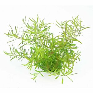 Dennerle Plants Ludwigia arcuata In-Vitro