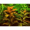 Dennerle Plants Proserpinaca palustris In-Vitro