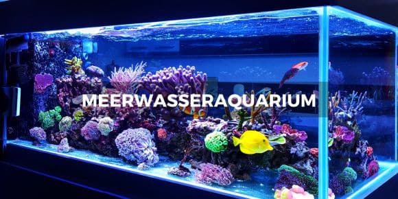 Meerwasseraquarium Startseite