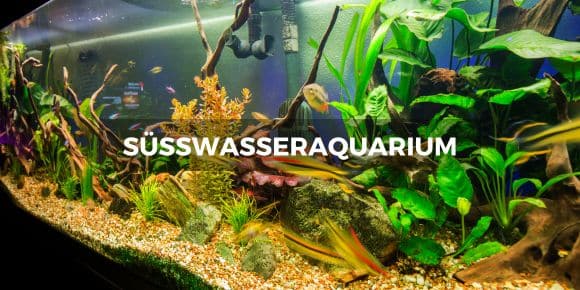 Süßwasseraquarium Startseite