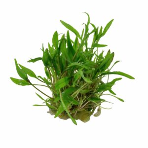 Tropica Aquariumpflanze Cryptocoryne wendtii 'Green'