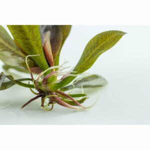 Tropica Aquariumpflanze Echinodorus 'Reni'