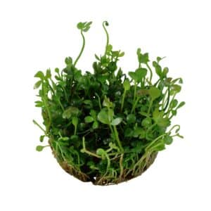 Tropica Aquariumpflanze Marsilea hirsuta