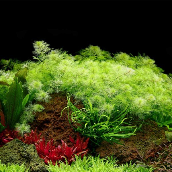 Tropica Aquariumpflanze Myriophyllum mattogrossense