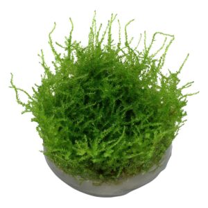 Tropica Aquariumpflanze Vesicularia montagnei 'Christmas'