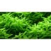Tropica Aquariumpflanze Rotala rotundifolia 'Green'