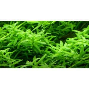 Tropica Aquariumpflanze Rotala rotundifolia 'Green'