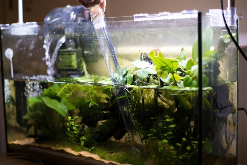 Wie oft sollte ein Wasserwechsel im Aquarium erfolgen?