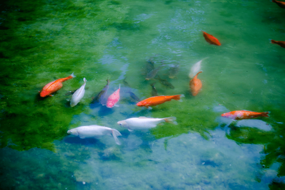 Koi-Karpfen Teichbau