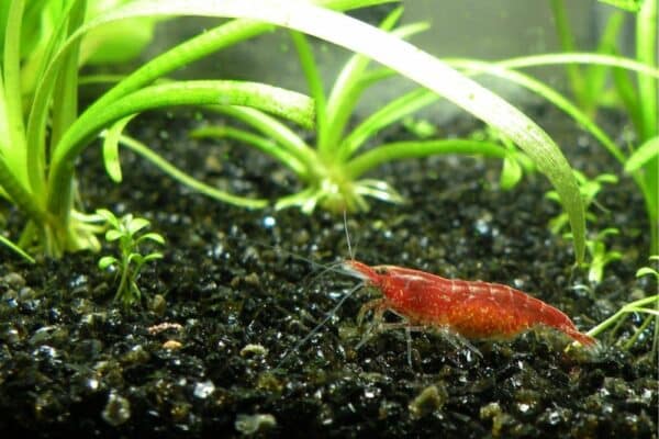 Der große Garnelen im Aquarium Ratgeber Aquaristikfreaks.de